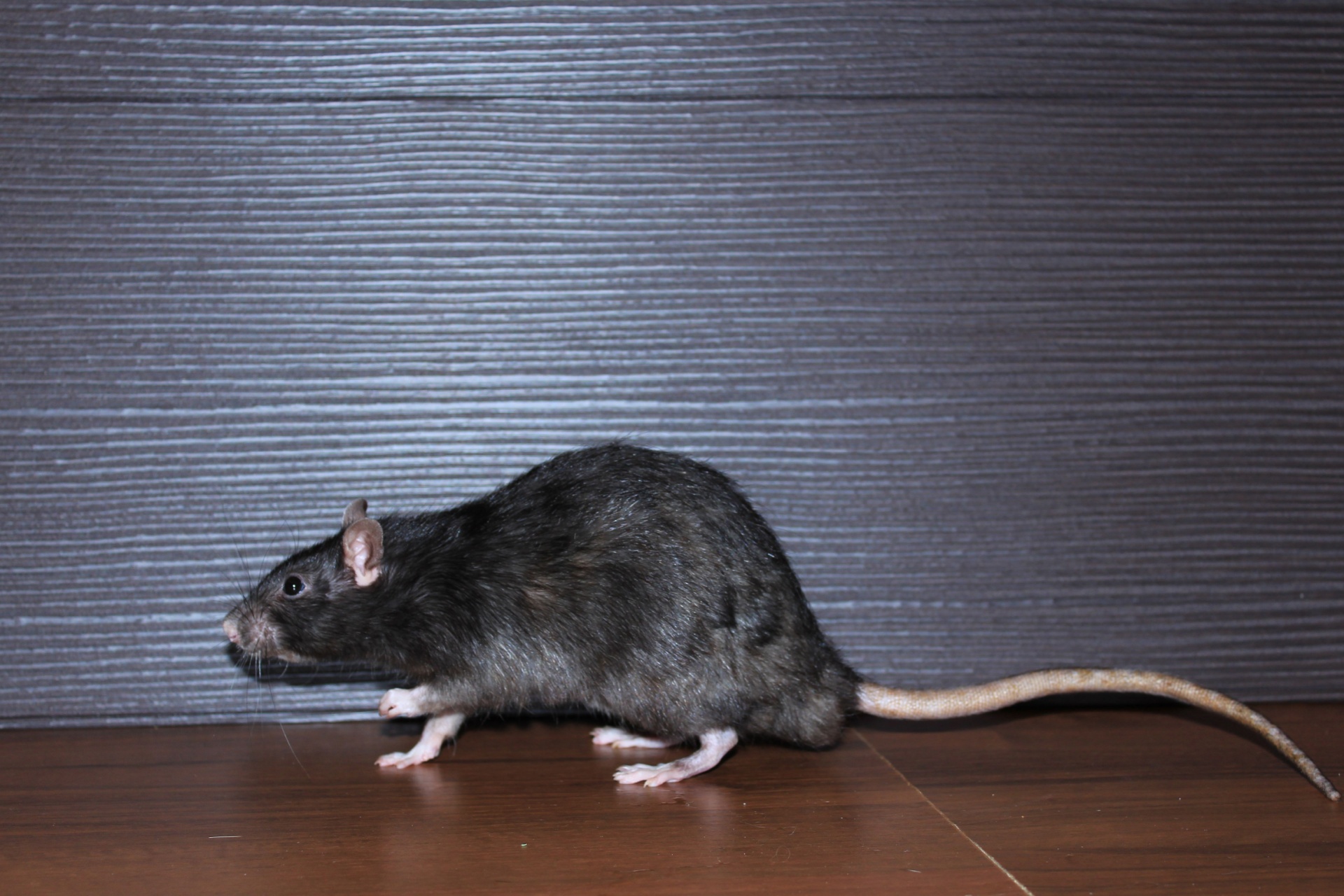 How to Get Rid of Rats in Portland Homes (Fast & Safely)