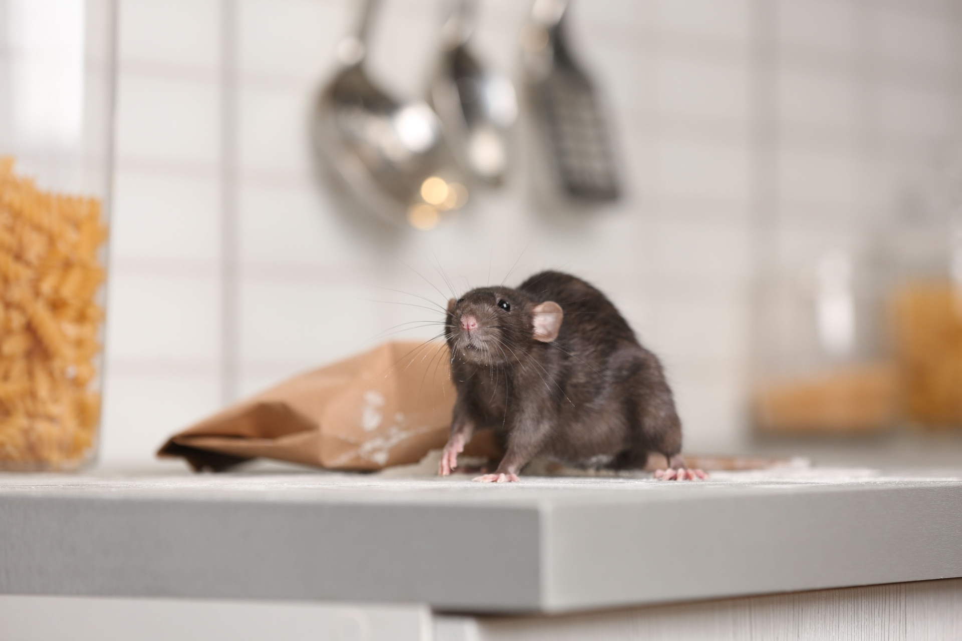 Rats in My House in Portland — What Should I Do?