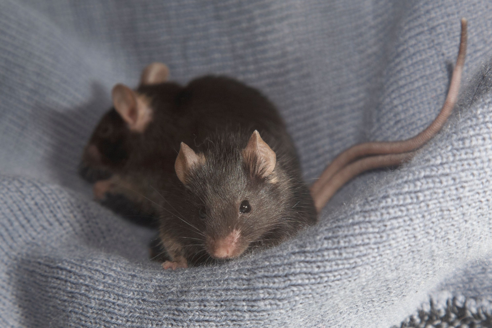 How to Get Rid of Mice in Portland Without DIY Traps