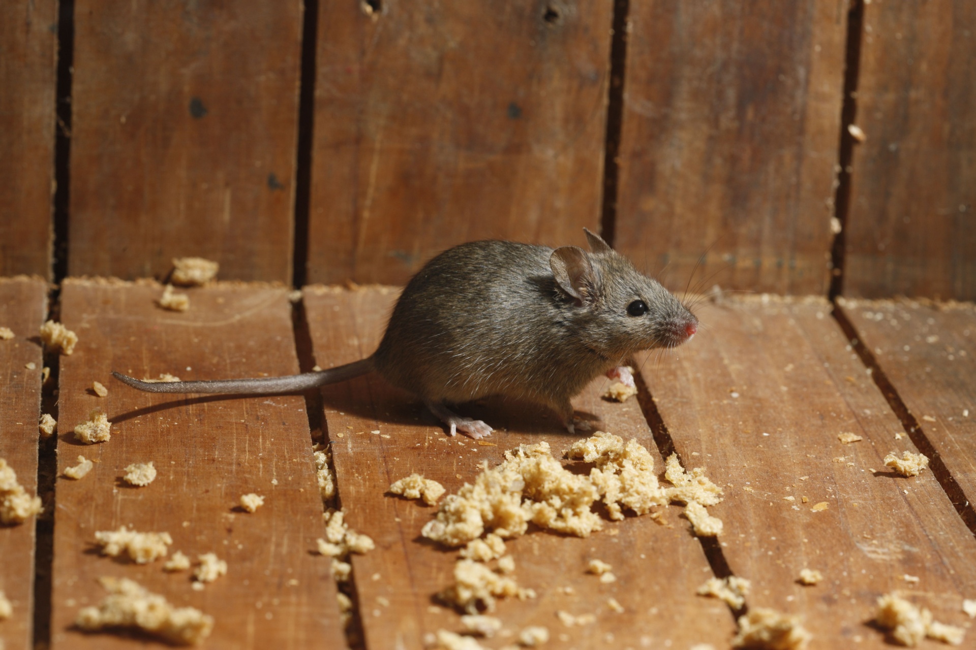 Mice in Walls in Portland Homes: Causes and Solutions