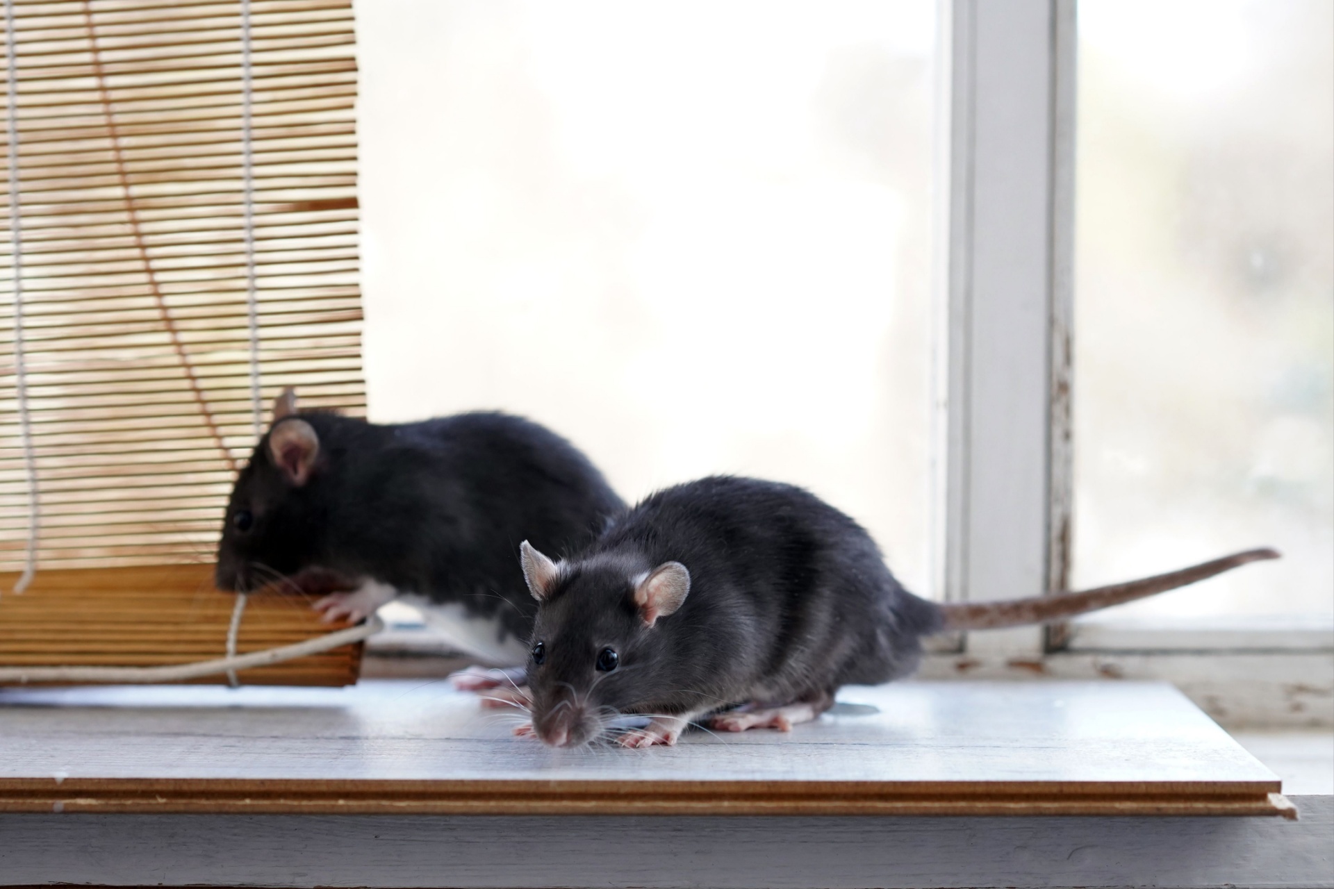Rat Control Services in Portland: Cost, Process, and What to Expect