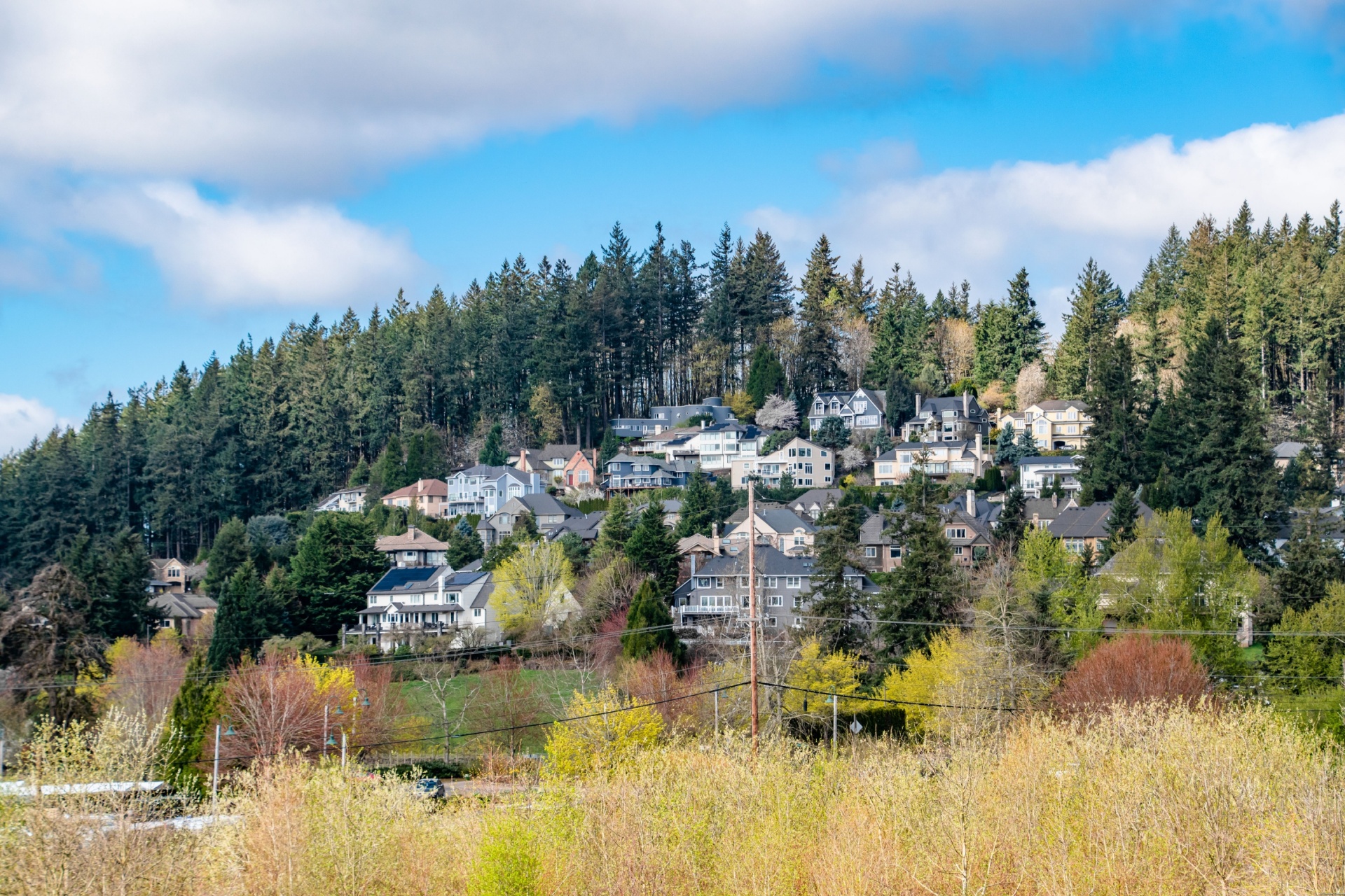 Professional Pest Control Services for Lake Oswego Homes