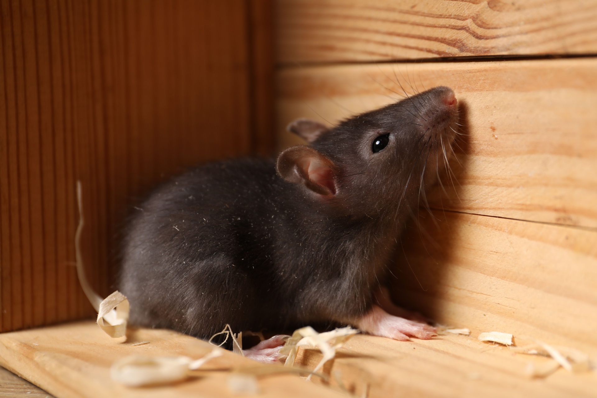 Scratching Noises in the Walls? Rodent Control Help in Portland