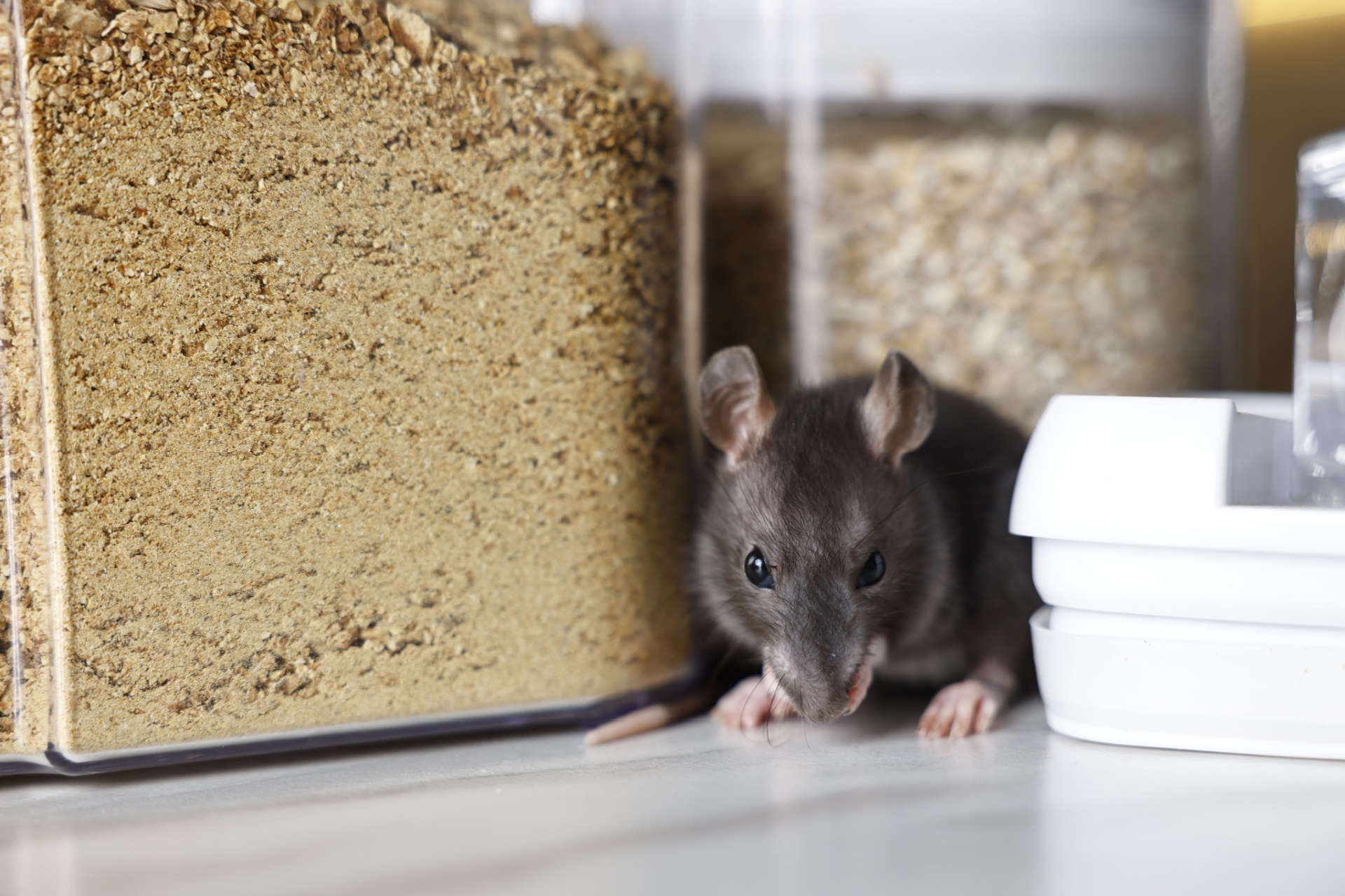 Professional Rodent Removal in Portland, OR