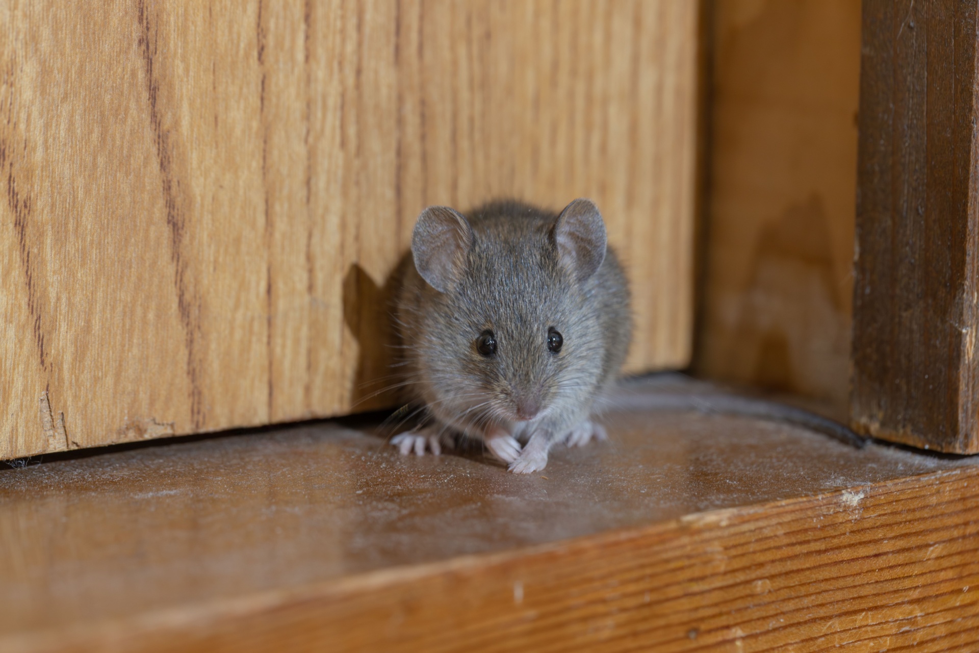 Mouse Control in Portland Homes: Signs, Solutions, and Pricing