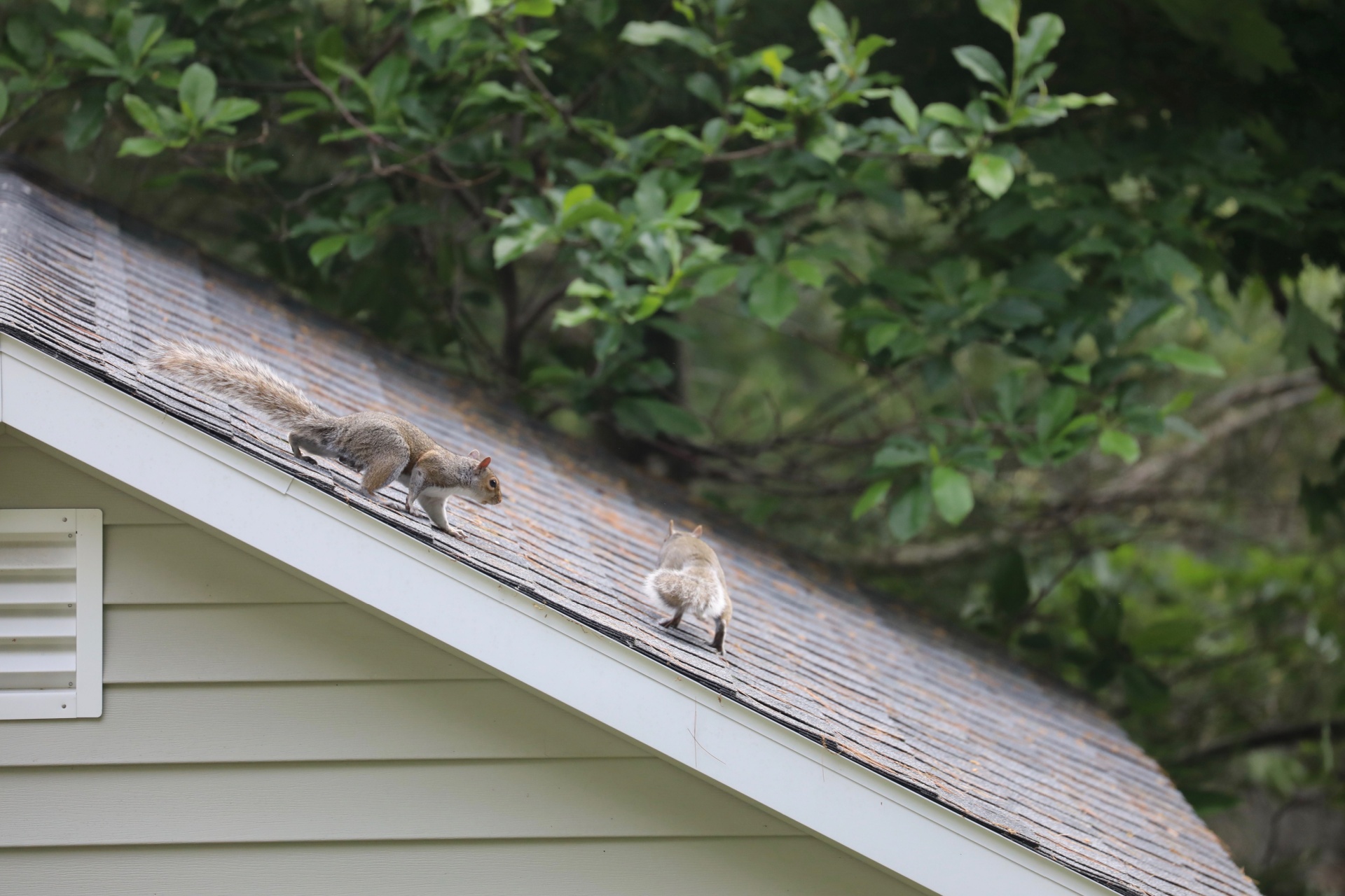 The Most Common Ways Squirrels Get Into Portland Homes (And How to Keep Them Out)