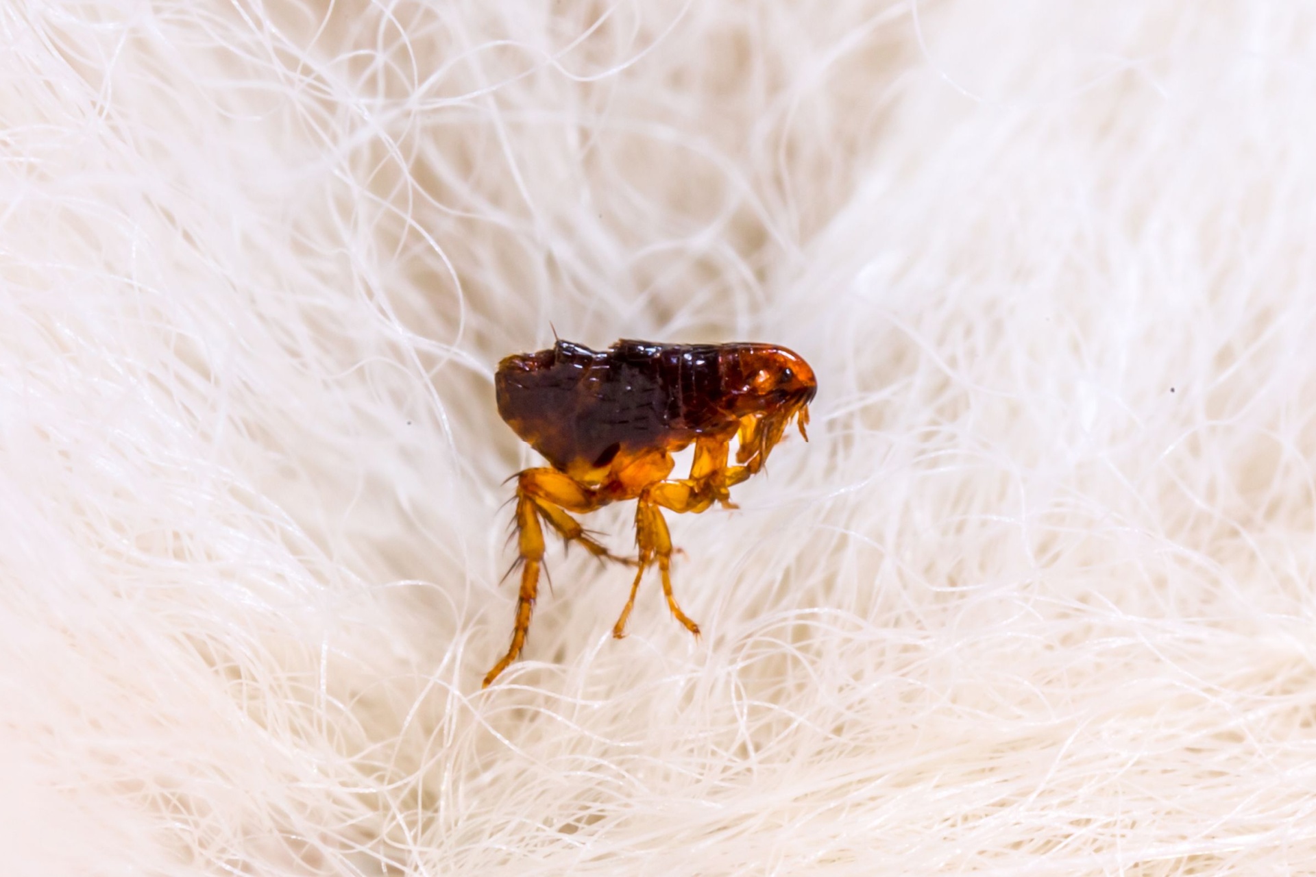 How Flea and Tick Treatments Work for Portland Homes and Yards
