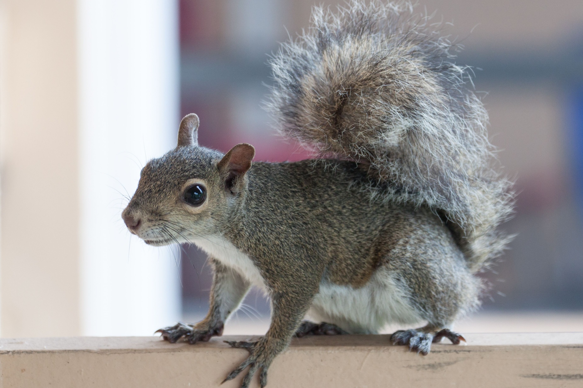 Are Squirrels Damaging Your Home? Hidden Problems Portland Homeowners Often Miss