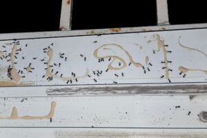 How Professional Ant Control Works in Portland, OR