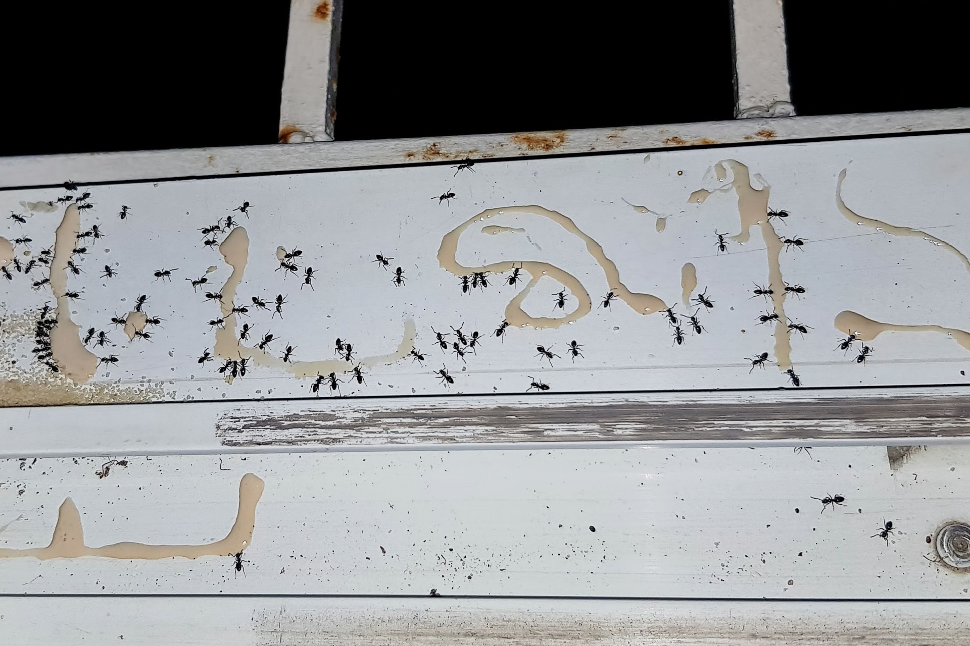 How Professional Ant Control Works in Portland, OR