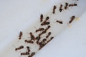 The Complete Guide to Ant Control in Portland's Wet Climate