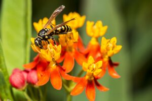The Complete Guide to Stinging Insect Control in Portland
