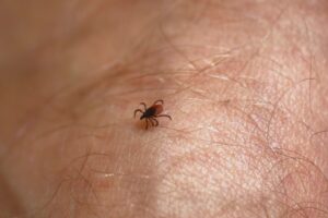 The Complete Guide to Flea and Tick Control in Portland