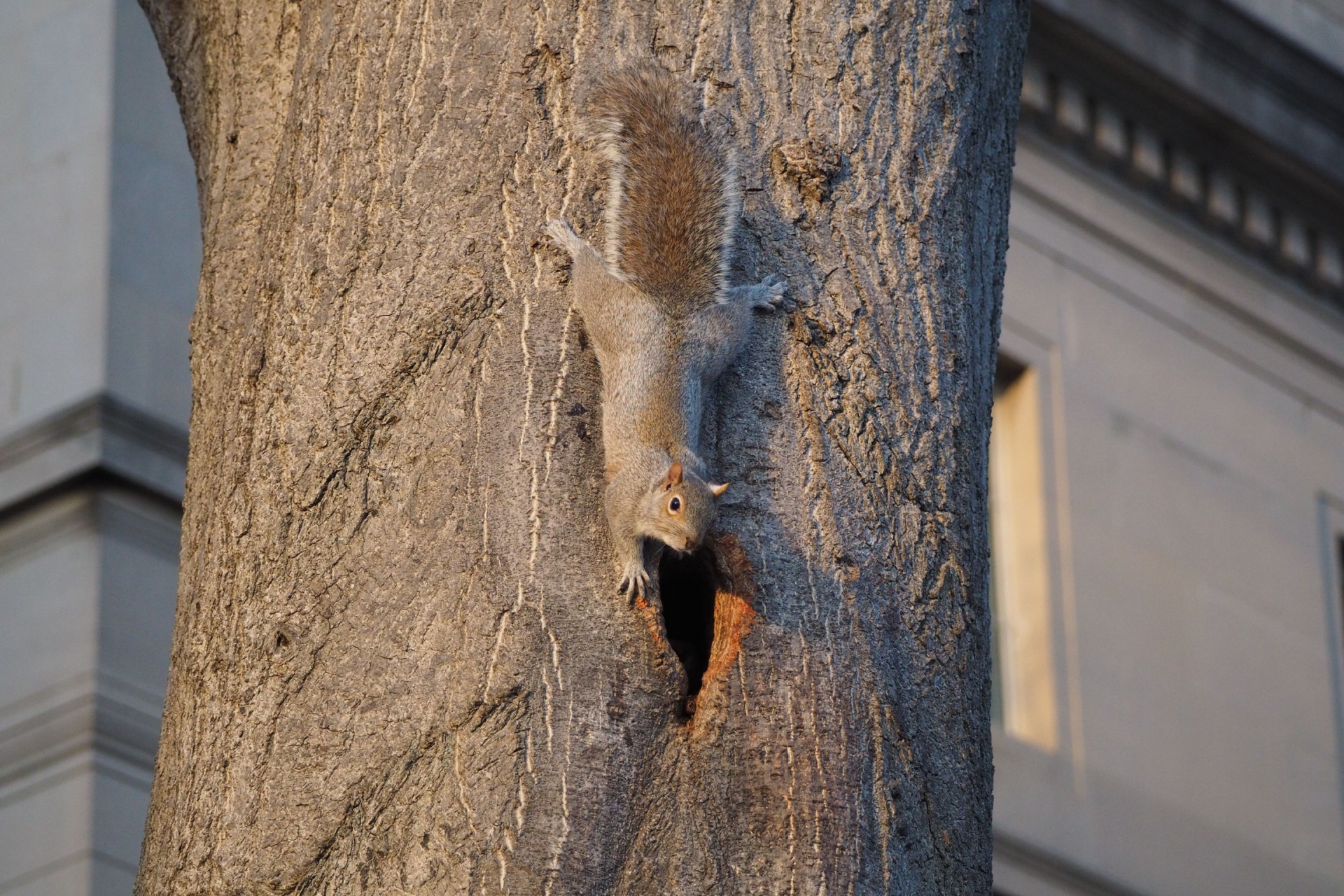 Why Portland’s Tree-Filled Neighborhoods Are a Hotspot for Squirrel Activity