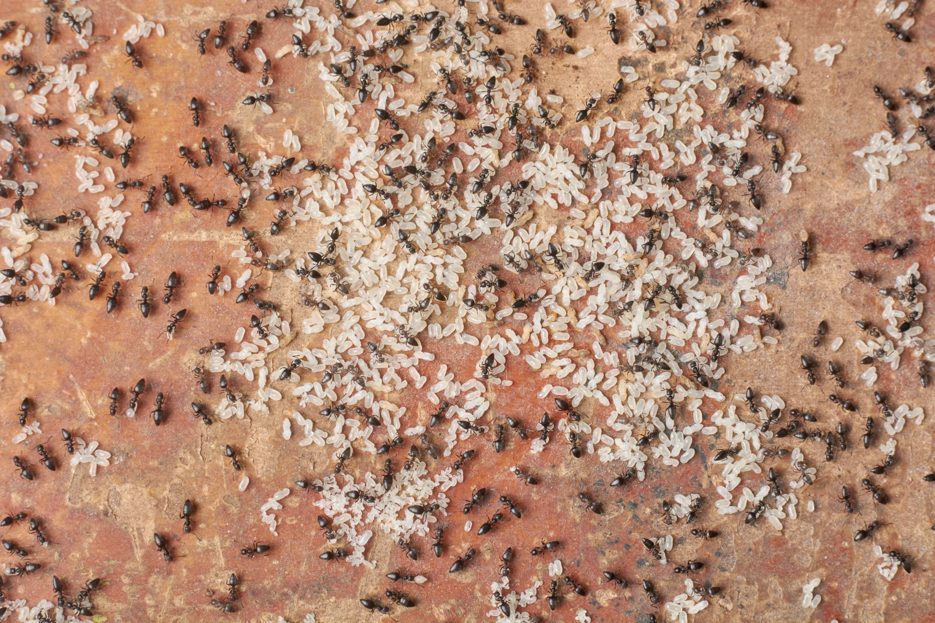 Why Ant Infestations Are So Common in Portland Homes