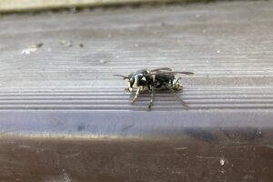 Yellowjackets vs Wasps vs Hornets: What's the Difference in Portland?