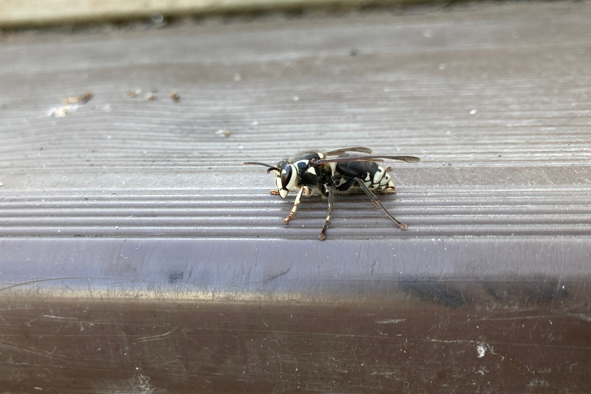 Yellowjackets vs Wasps vs Hornets: What's the Difference in Portland?