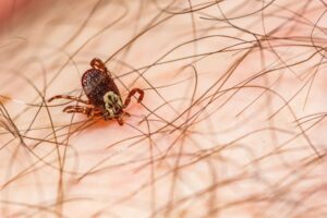 Common Tick Species Found in Portland and the Pacific Northwest