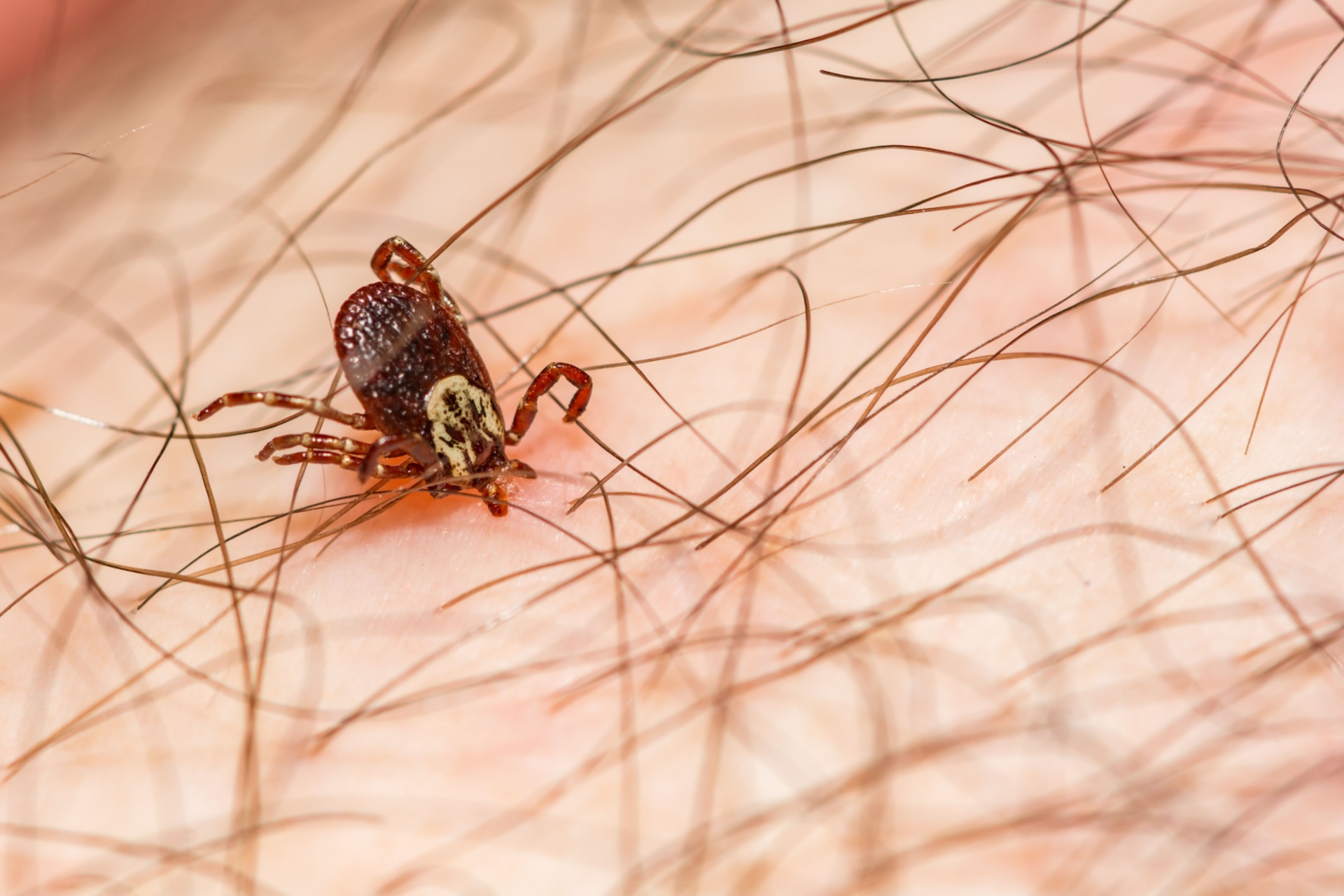 Common Tick Species Found in Portland and the Pacific Northwest