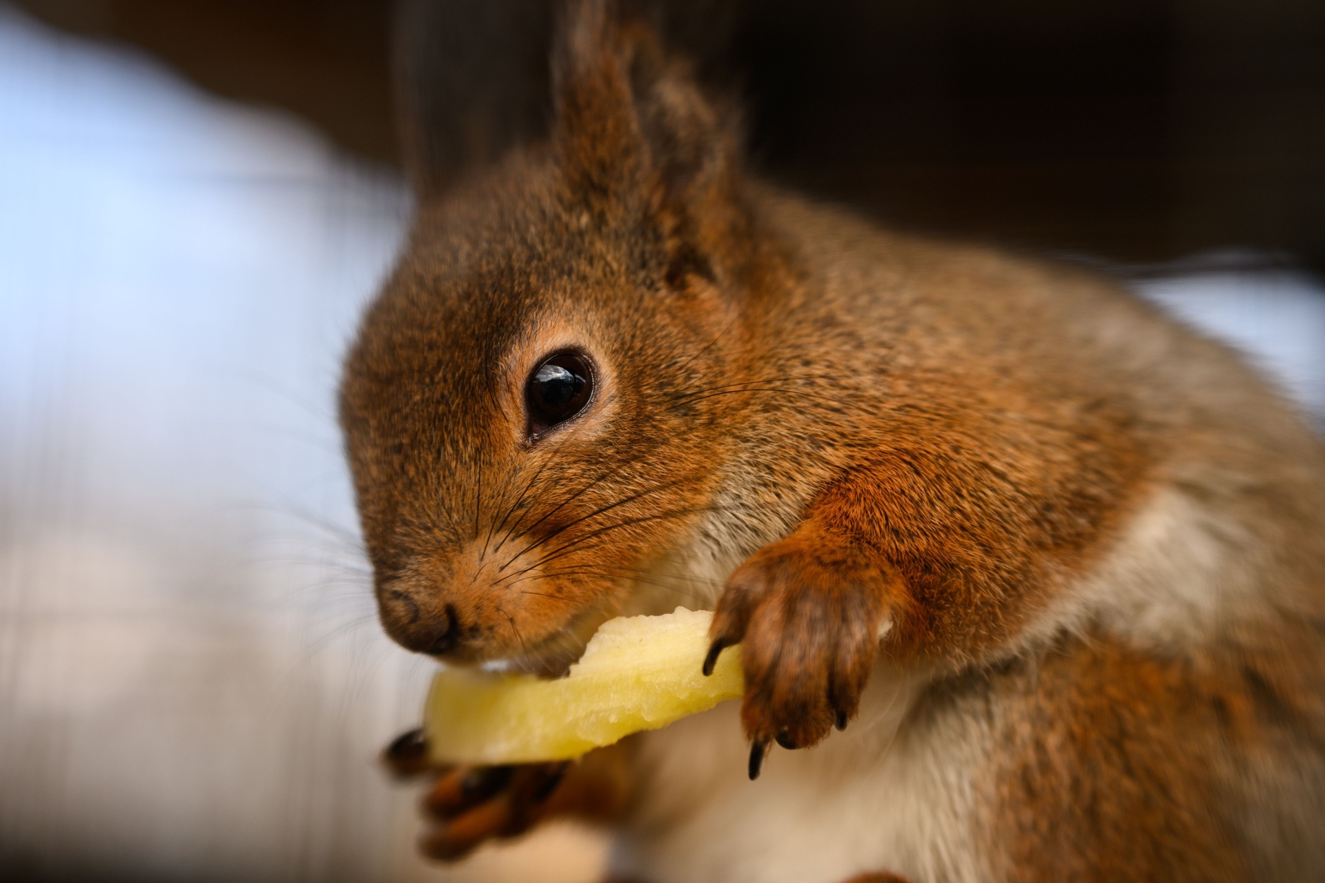 Do Portland Squirrels Really Chew Electrical Wires? What Homeowners Need to Know