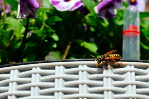The Most Common Stinging Insects in Portland, OR (Wasps, Yellowjackets, Hornets)