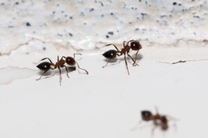 The Most Common Ant Species in Portland, OR (and How to Identify Them)