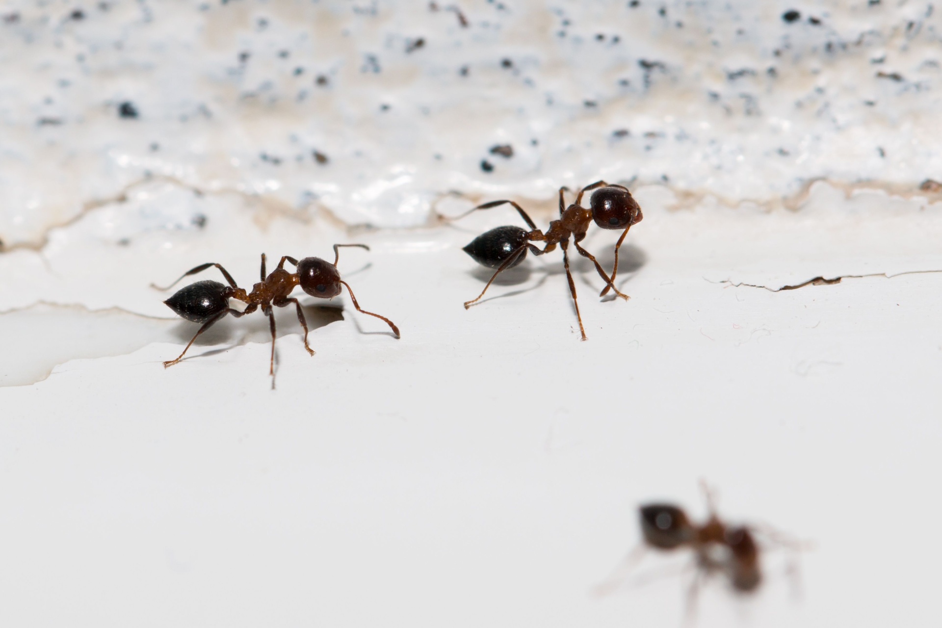 The Most Common Ant Species in Portland, OR (and How to Identify Them)