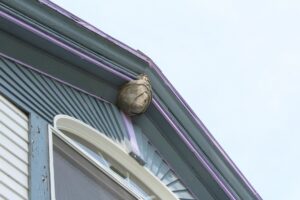 Where Stinging Insects Nest Around Portland Homes