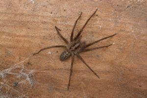 Are Giant House Spiders Dangerous? What Portland Homeowners Should Know