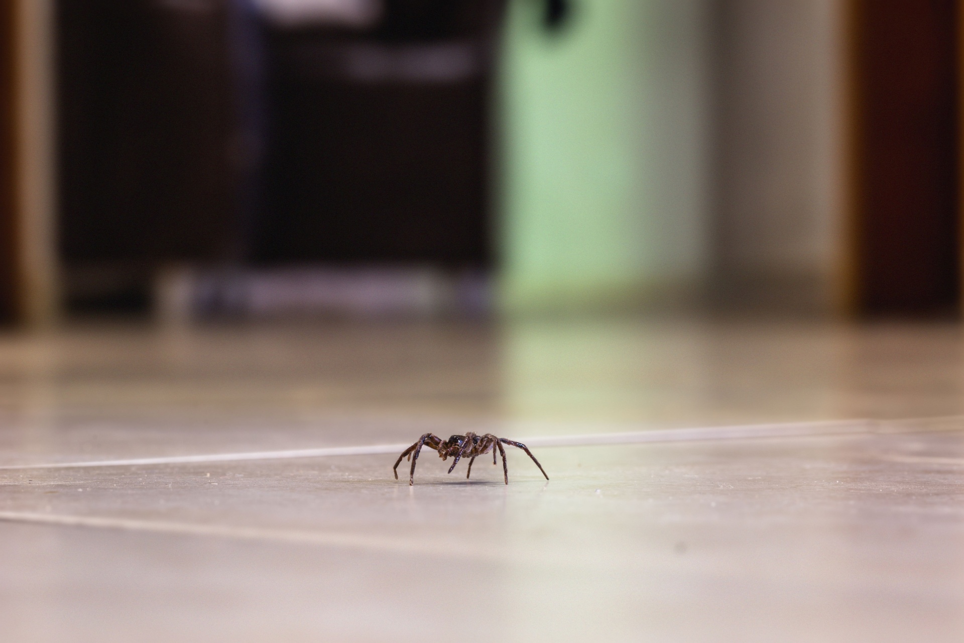 How Much Does Spider Control Cost in Portland, OR? (2026 Guide)