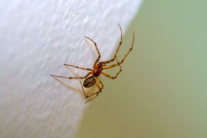 Why Do Portland Homes Get So Many Spiders in the Fall?