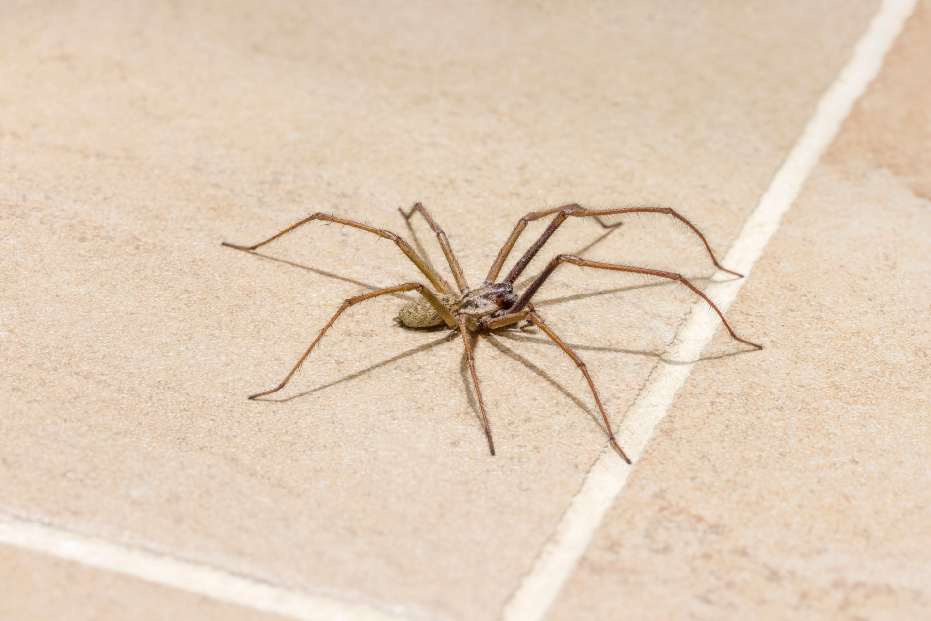 Why Portland's Wet Climate Creates the Perfect Environment for Spiders
