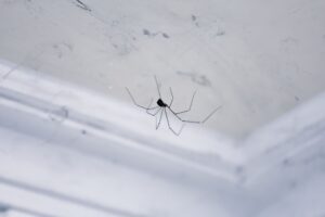 Spider Control in Portland: When Is the Best Time to Treat Your Home?