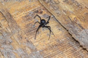Black Widow Spiders in Oregon: Where They're Found and How to Stay Safe