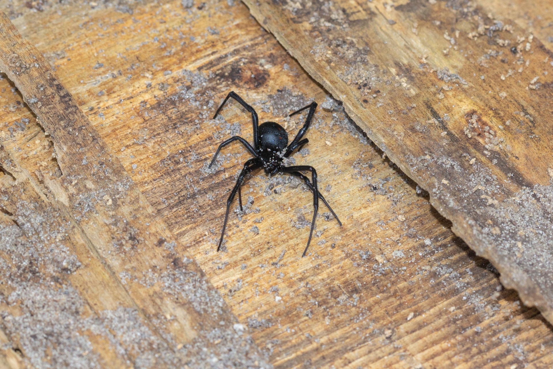 Black Widow Spiders in Oregon: Where They're Found and How to Stay Safe