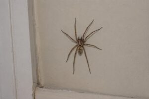 What Are the Most Common Spiders Found in Portland Homes?