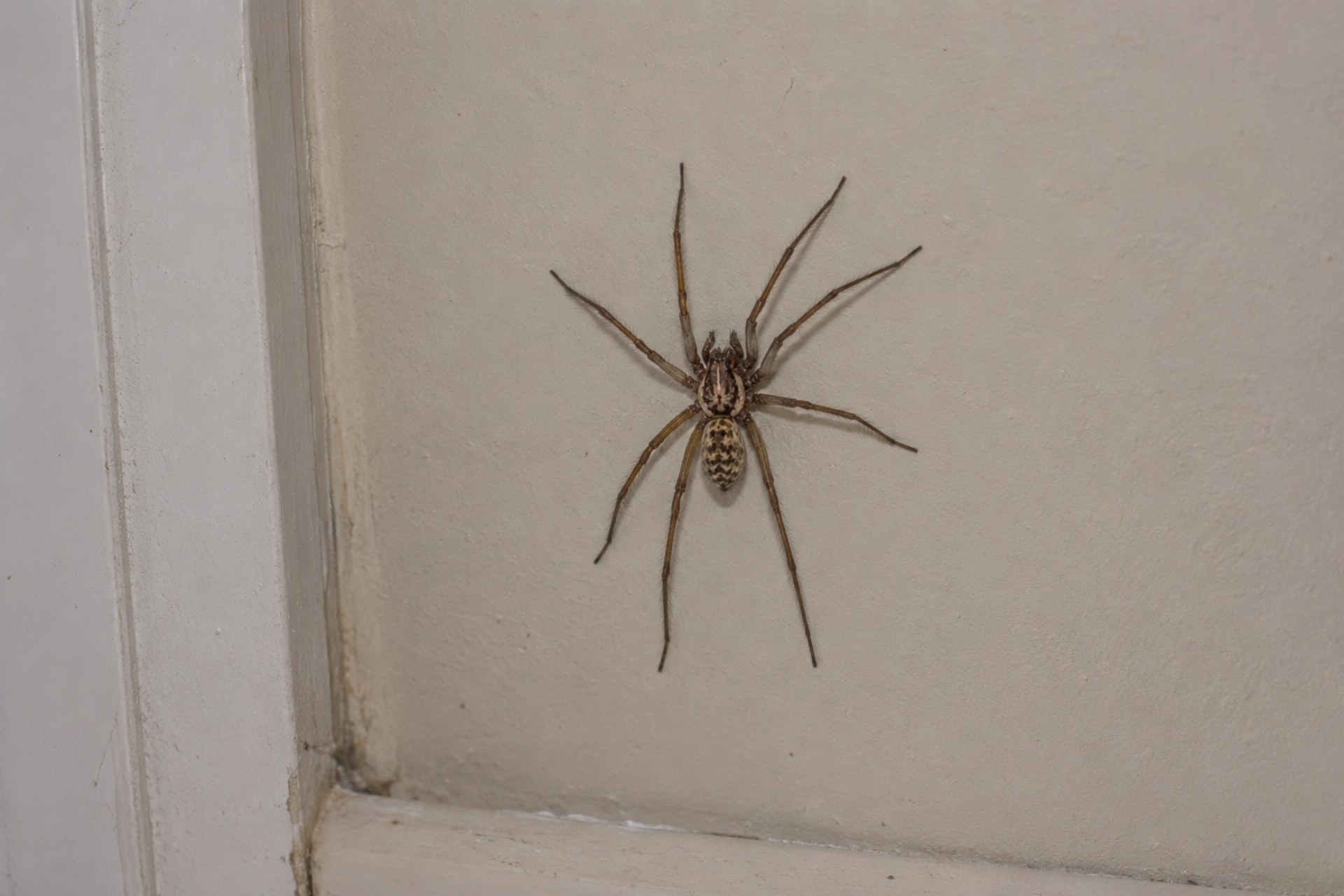 What Are the Most Common Spiders Found in Portland Homes?