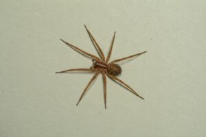 The Truth About Hobo Spiders in Portland: Should You Be Concerned?