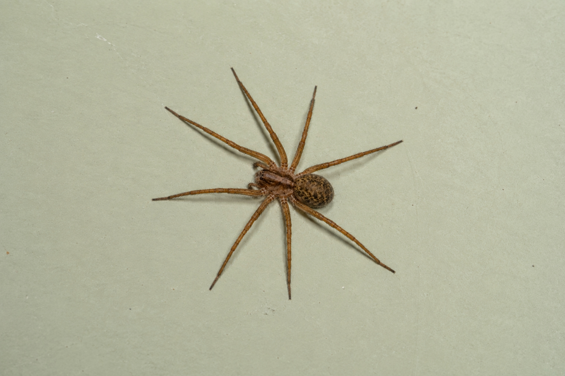 The Truth About Hobo Spiders in Portland: Should You Be Concerned?